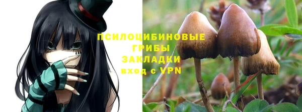 стаф Алзамай